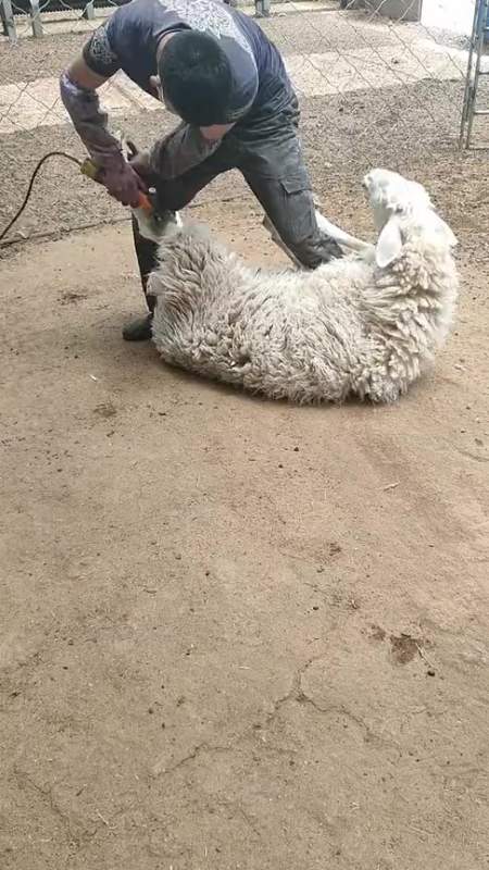搞笑段子#小伙儿专业剃羊毛,在他手中的羊,没有一个是能带着毛回去的