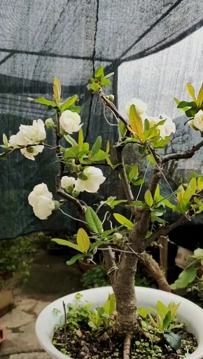 海棠花开,有说是银长寿,白雪公主,绿宝石,分不清