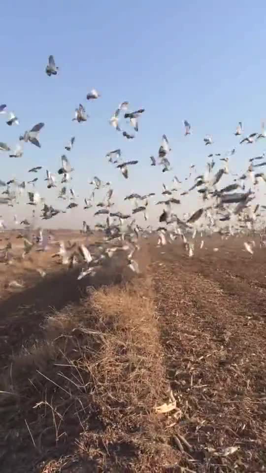 上万只鸽子同时飞出牢笼,冲向了属于它们的自由太震撼了-度小视