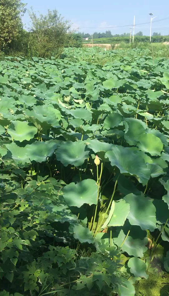 满溏荷叶根连根