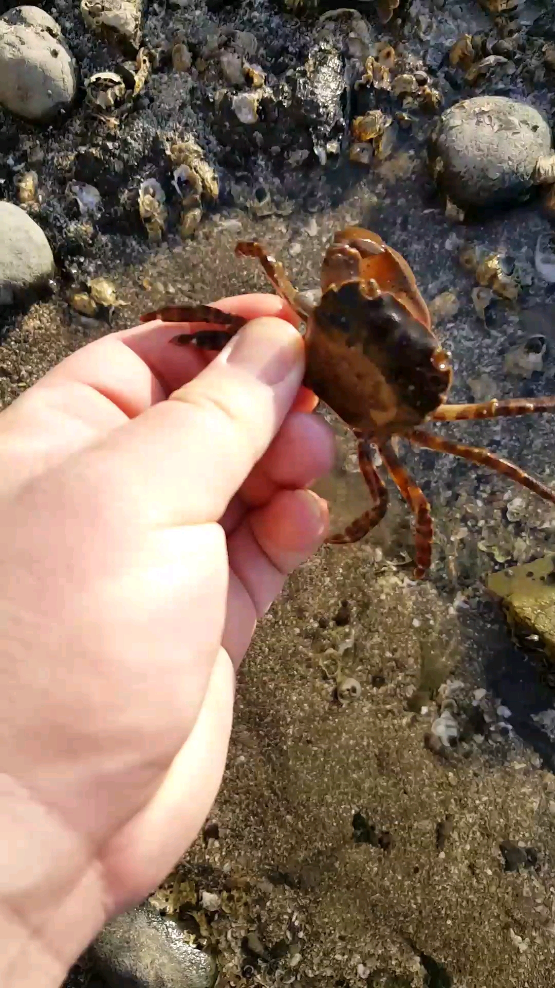 海边抓石头蟹真好玩!独孤九剑?