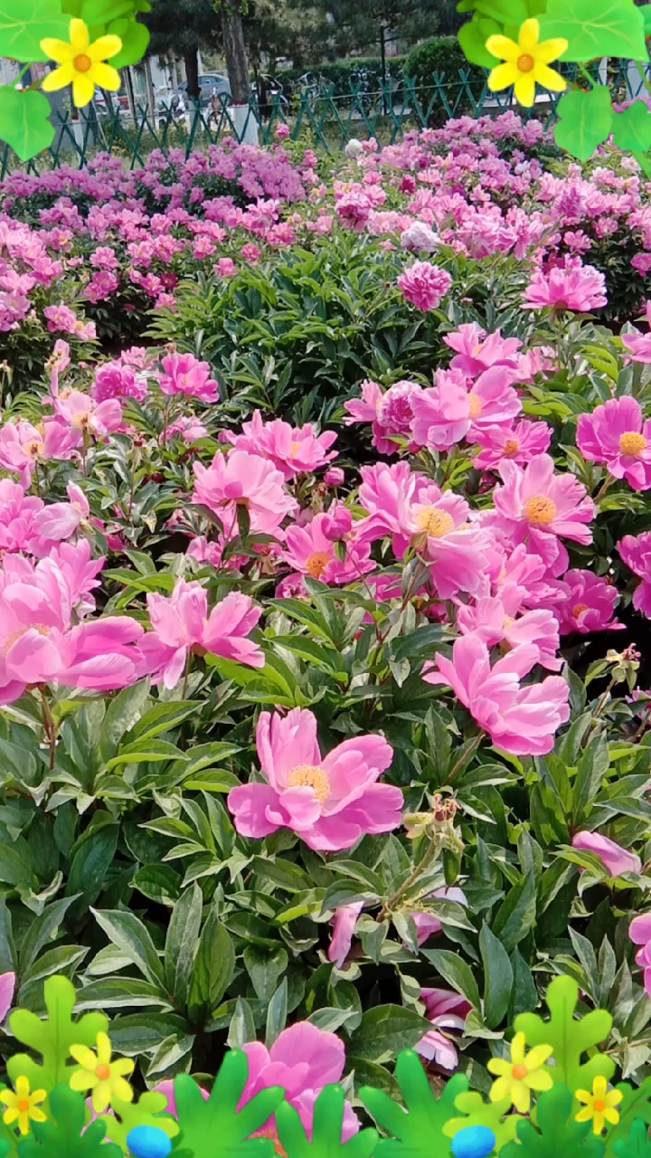 美丽盛开的芍药花花海,令人陶醉!