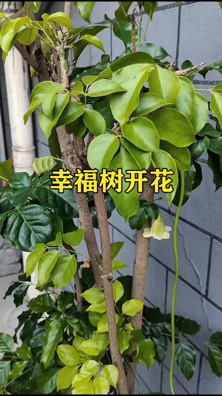 我要上热门幸福树开花黄绿色桶状的但结的长条状的果实还真是第一次