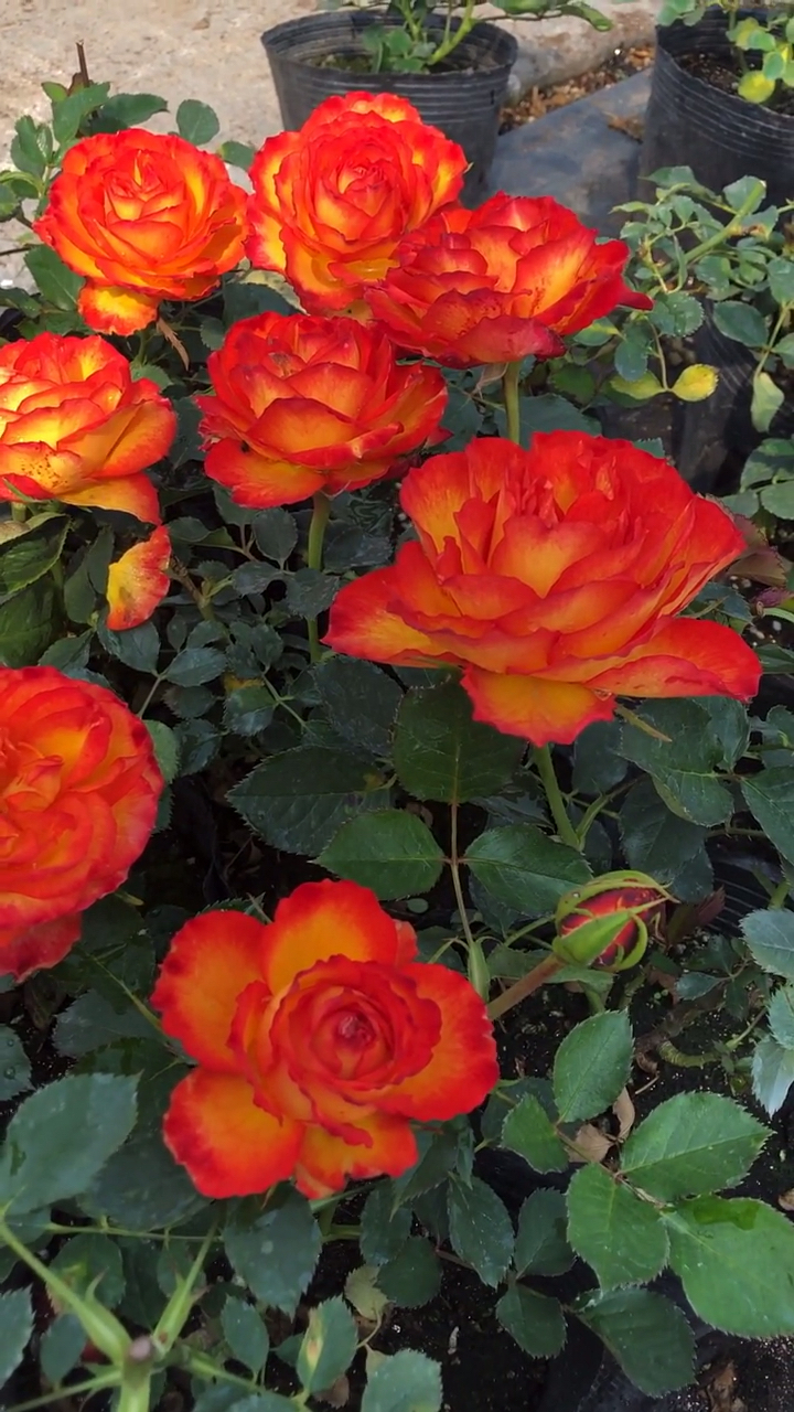 欧洲月季品种:火焰