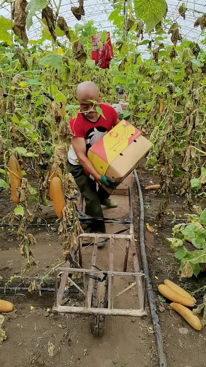 卖豆腐的光头强