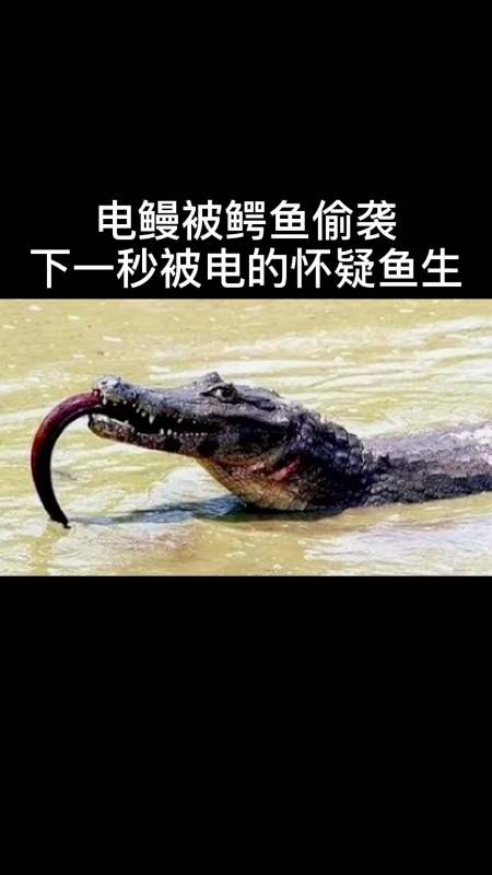 电鳗正在进食被鳄鱼偷袭咬住瞬间到达鱼生巅峰