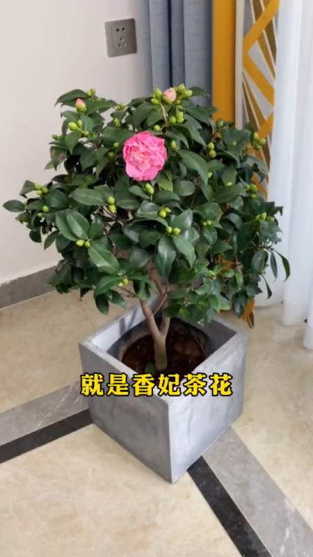 冬天想养绿植怕养不好那就养一颗香妃茶花满树花苞满屋都是香的花卉点