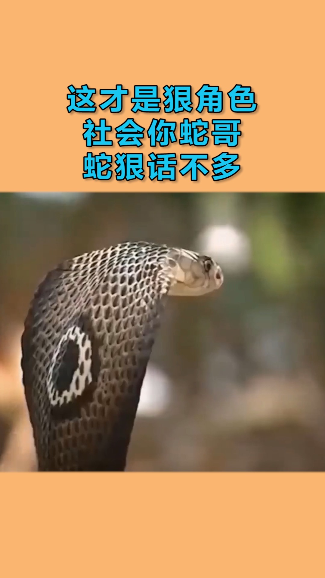 动物世界#这才是狠角色,社会你蛇哥,蛇狠话不多