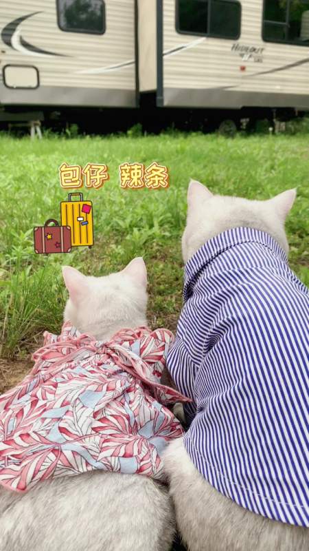我家萌宠成精了带包仔辣条去房车旅行