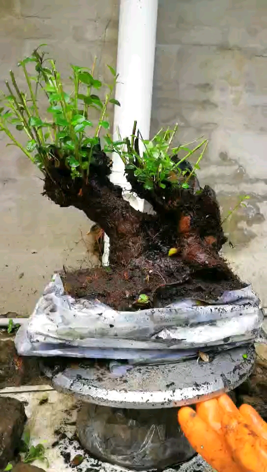 野蓝莓精品矮霸老桩