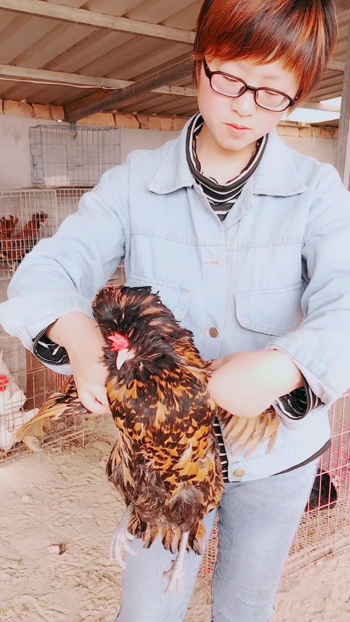 红花波兰帽子鸡,呵呵哒