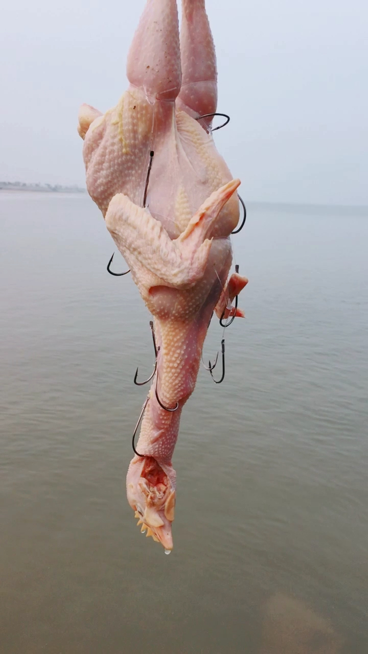 赶海用鸡钓大家伙