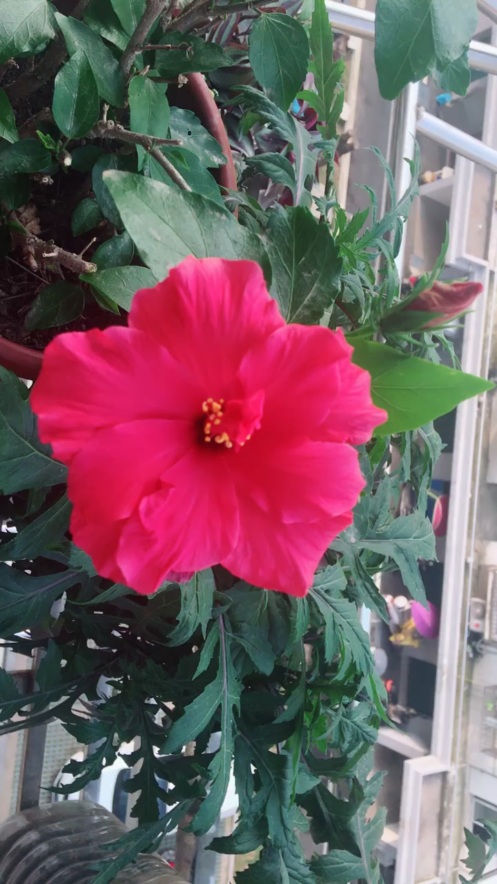 昨晚11点多没见它开今天早上一睁眼就开了两朵花开心