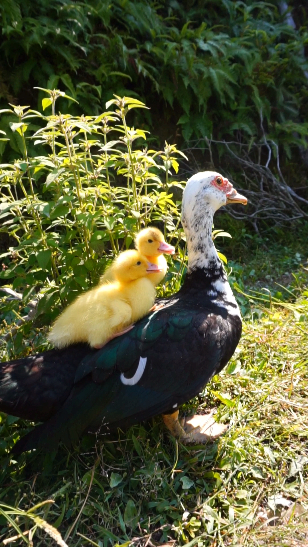小番鸭:鸭姐姐驼着我们来茶园玩耍