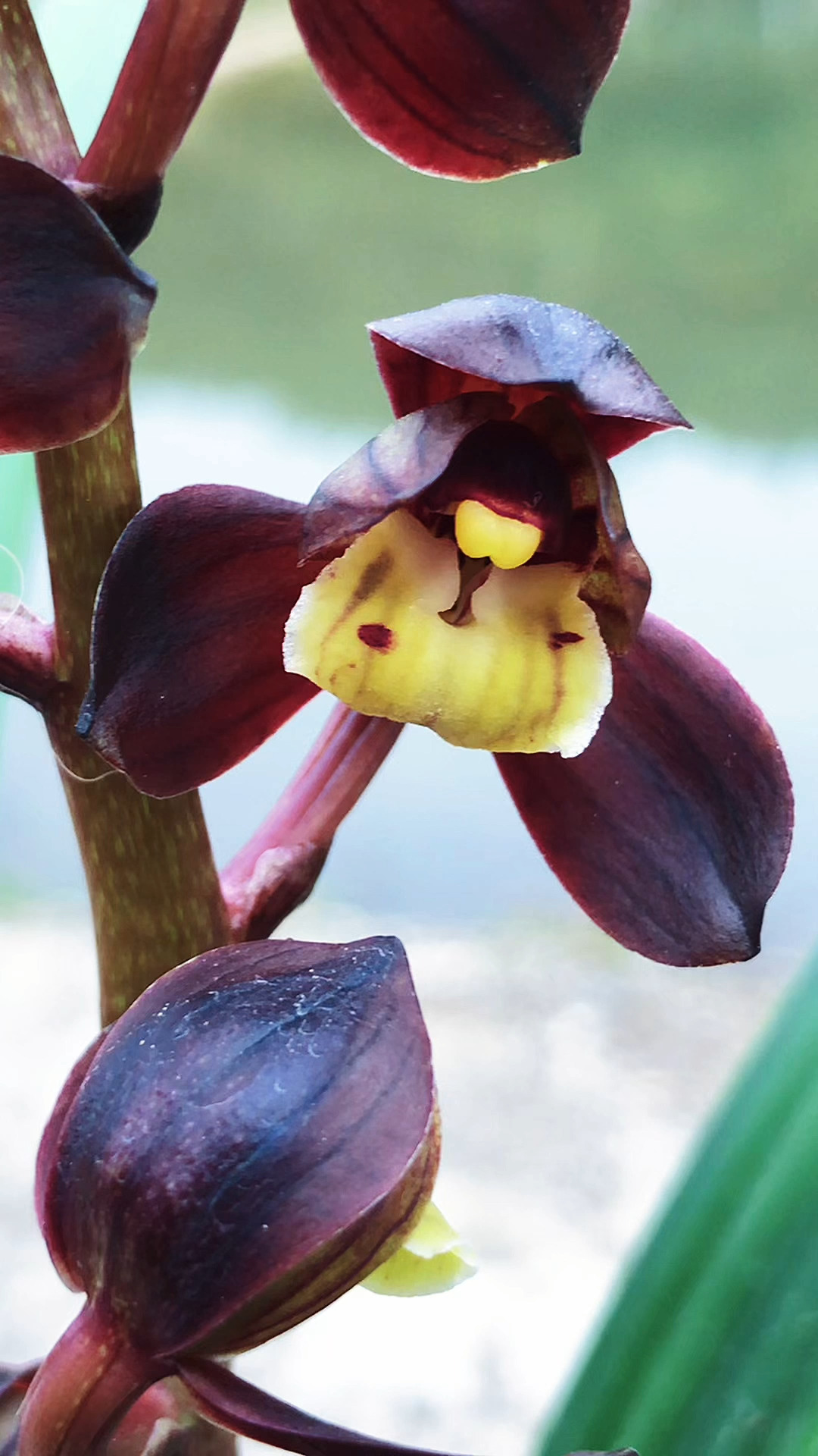 兰花#墨兰精品黑荷,这个花色太漂亮了