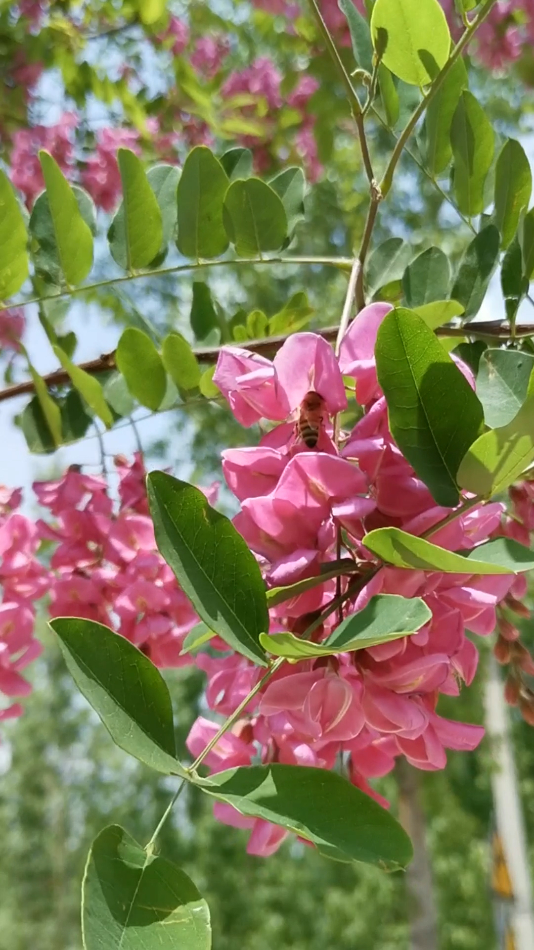 粉色的槐花见过吗,这样的槐花蜜喝了的人都会拥有甜甜的生活啊