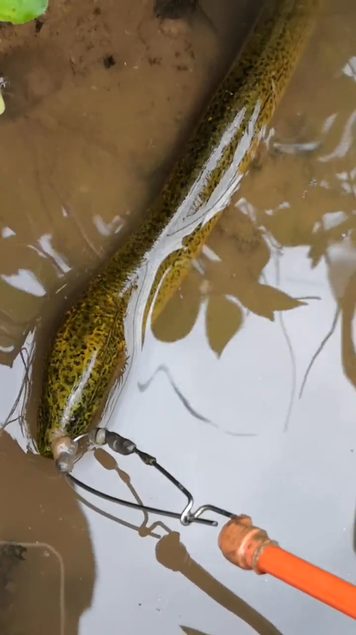 引诱大黄鳝