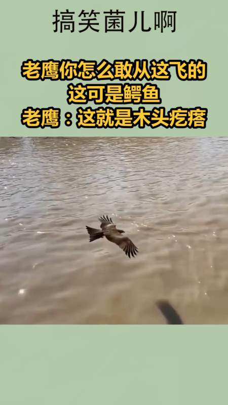 木头疙瘩鳄鱼图片