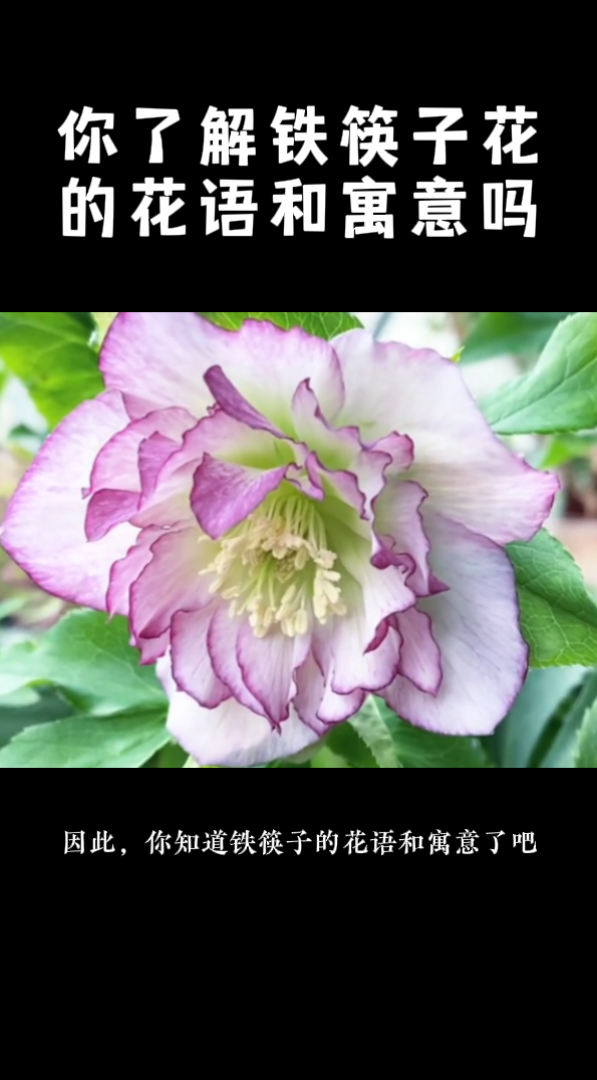 你了解铁筷子花的花语和寓意吗