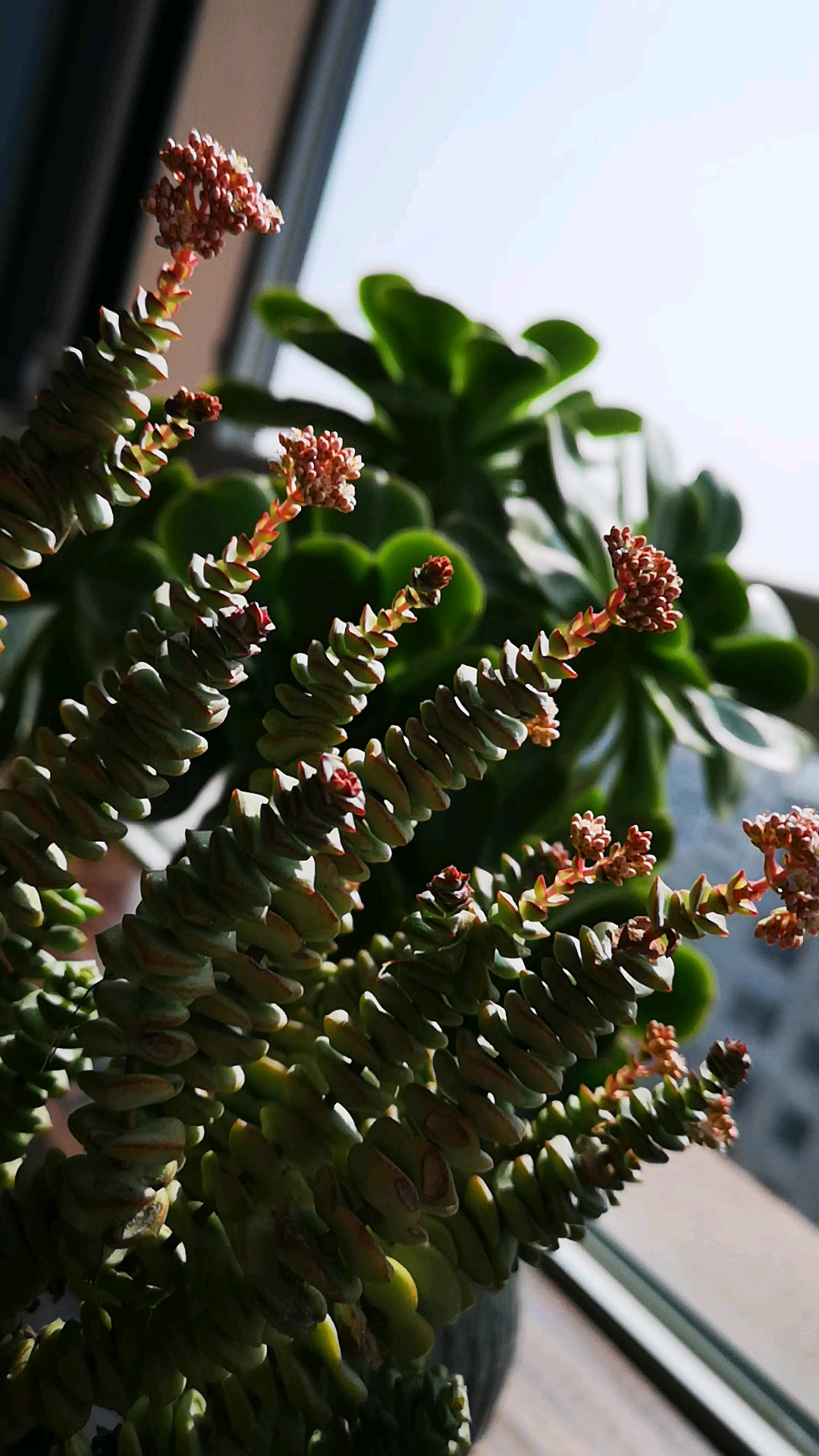 阳光里的的钱串花