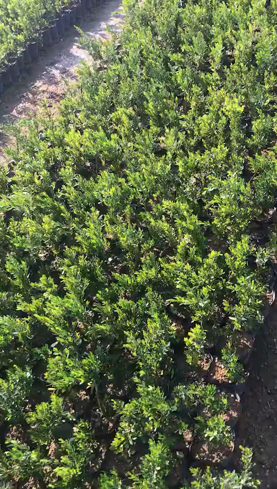 大量雀舌黄杨小苗