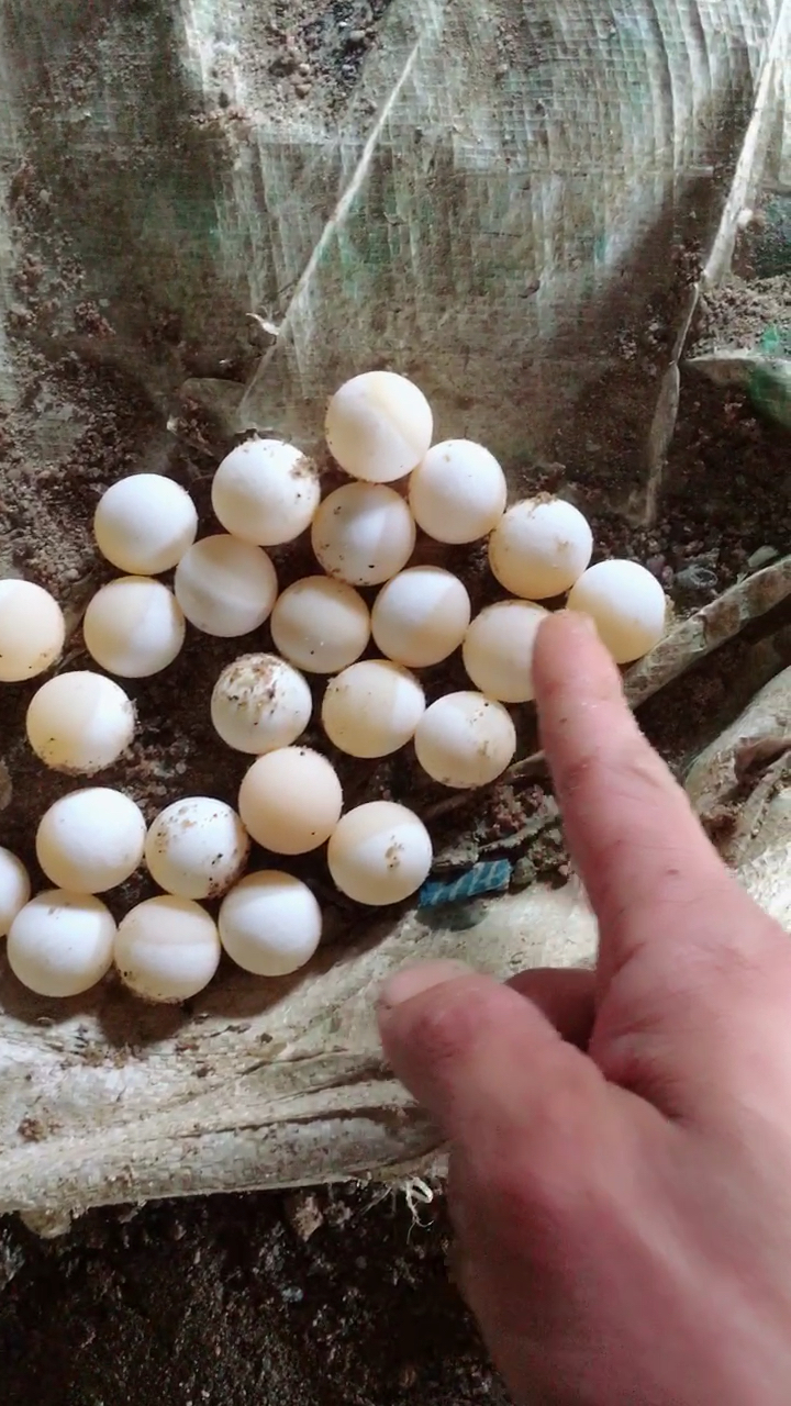 甲鱼蛋好蛋怎么看,颜色分两边名占一半就是好蛋,坏蛋只有一种颜色