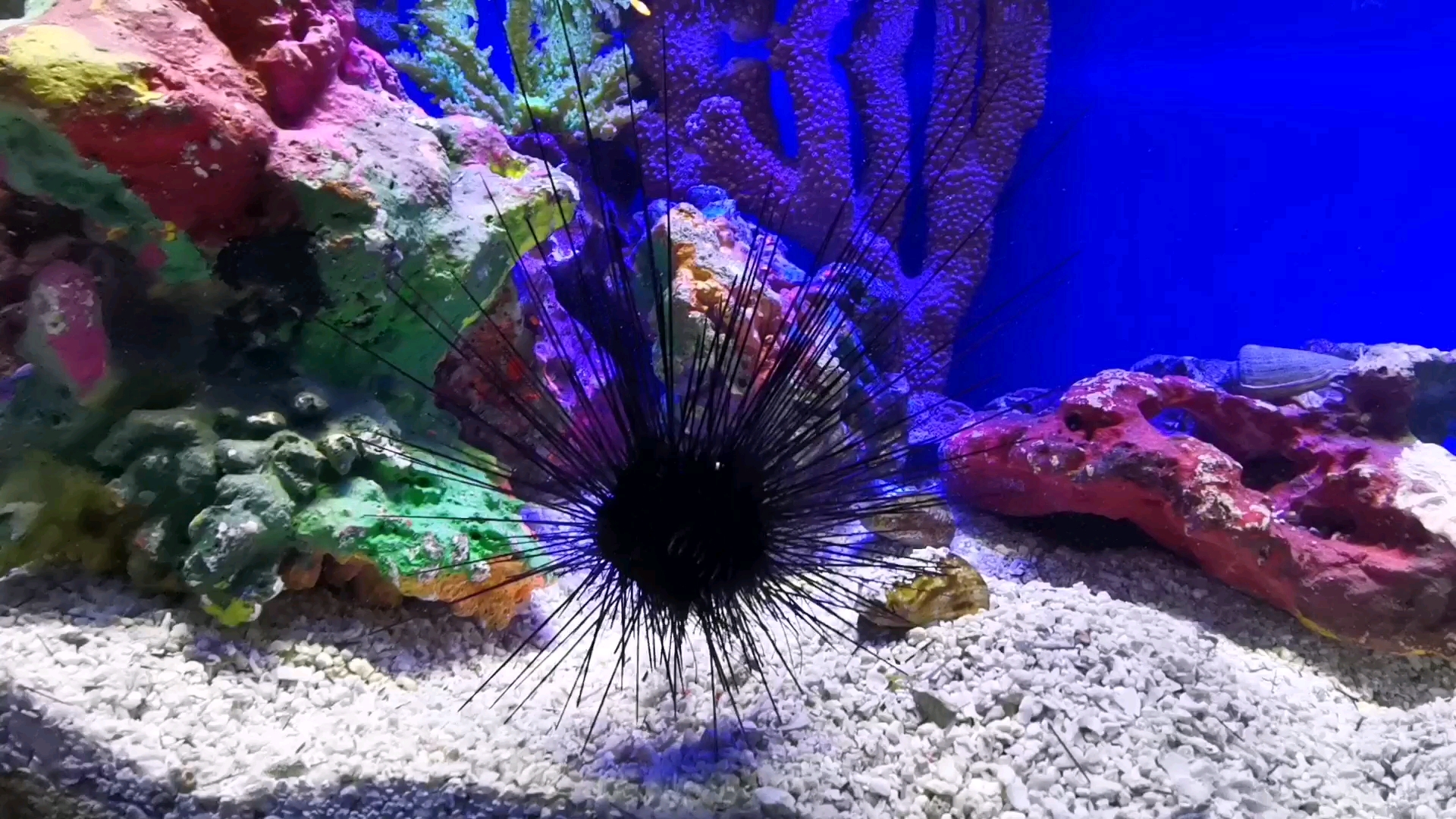 长刺海胆,炸毛了还在走小碎步