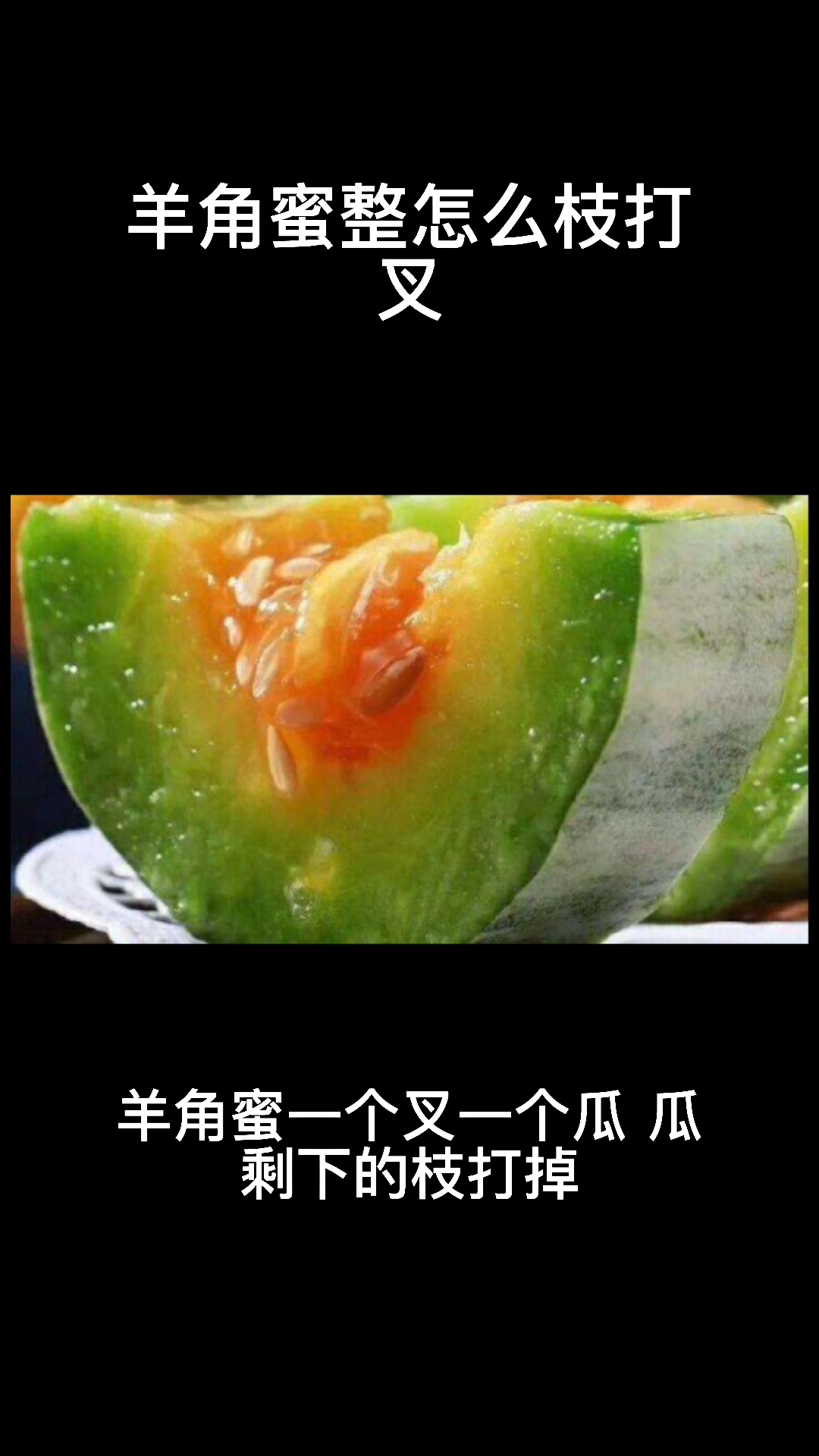 羊角蜜怎么整枝打叉,大娘教你