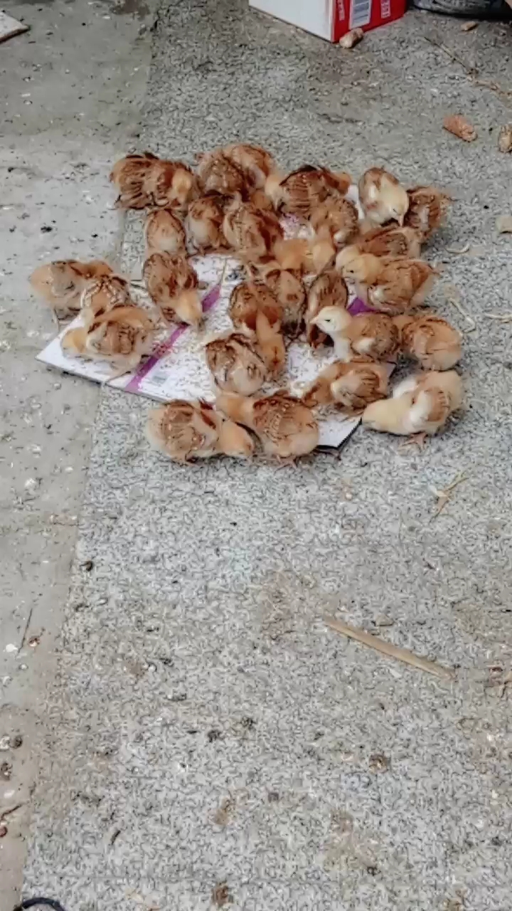 你们家有养小鸡吗?