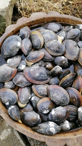 生长在河里的叫河蚌,生长在水塘里的我们叫它兜壳子.你们那里有吗?