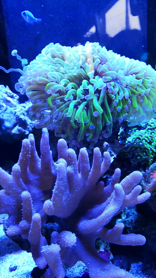 很漂亮的海洋生物哦