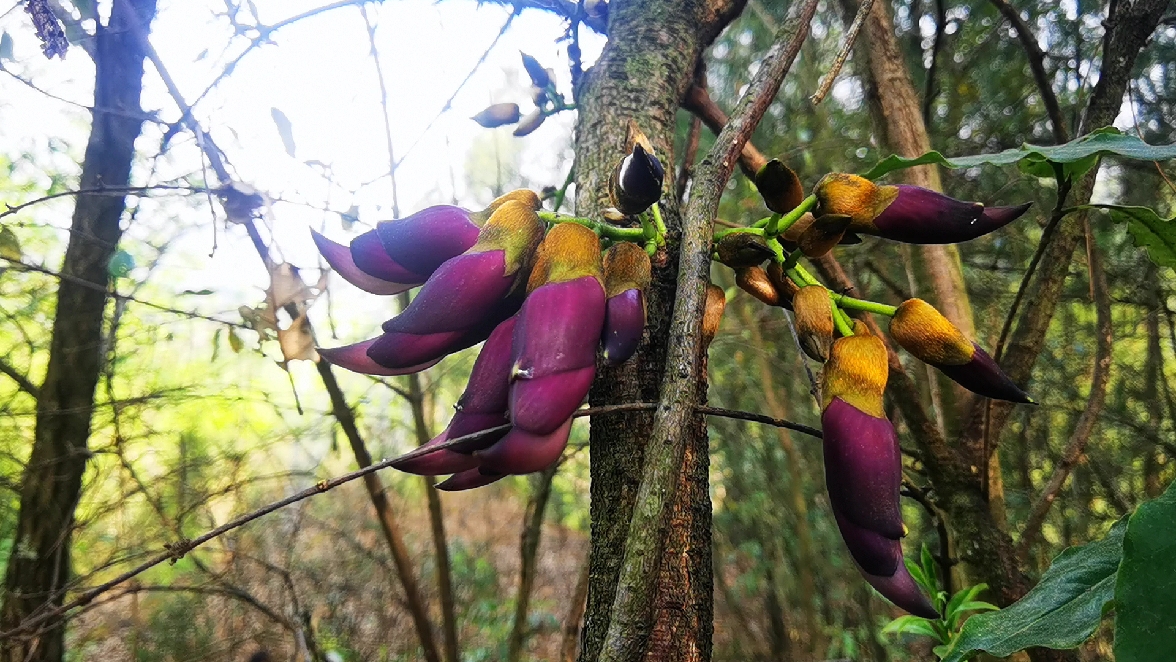 学名:常春油麻藤!小时候经常玩儿它的果子.