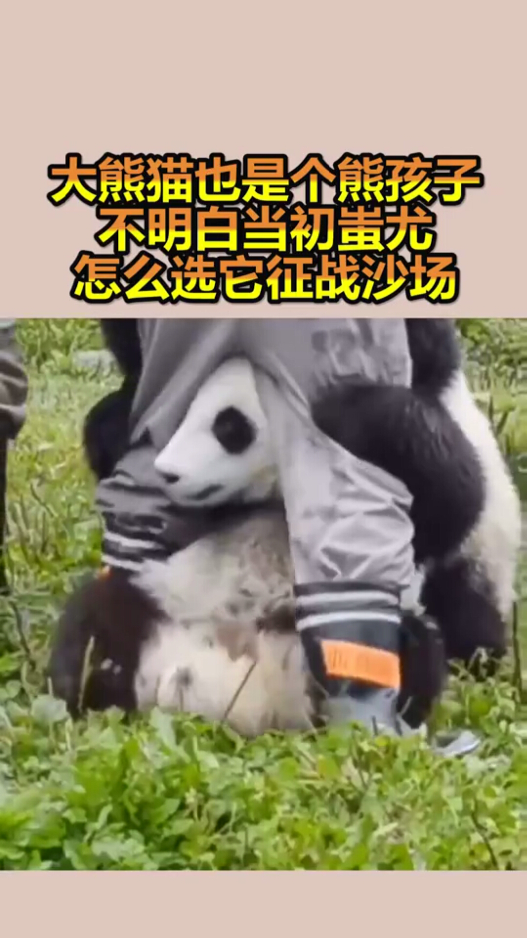 大熊猫也是个熊孩子不明白当初蚩尤怎么选它征战沙场