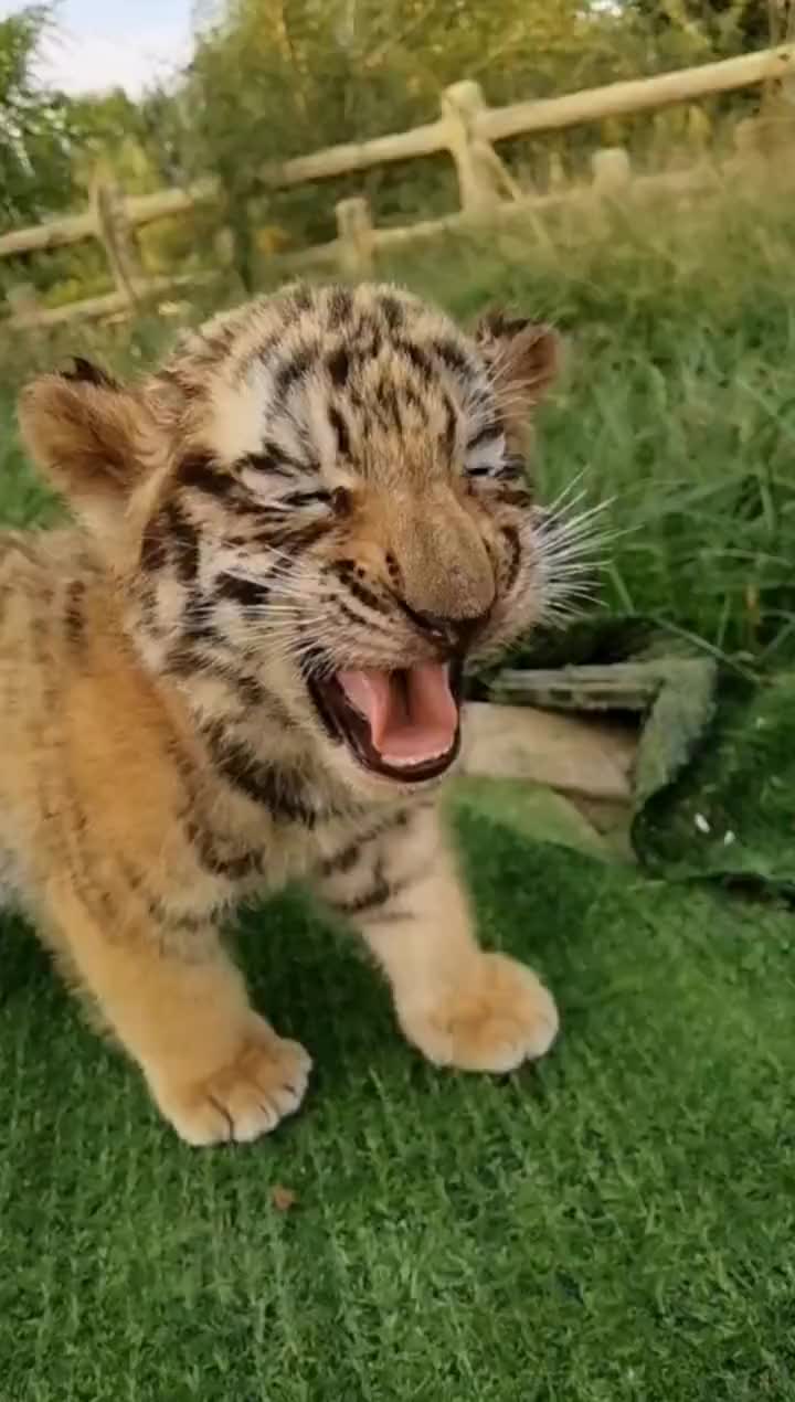 这个小老虎,还挺可爱的,就是长大了不太好养吧