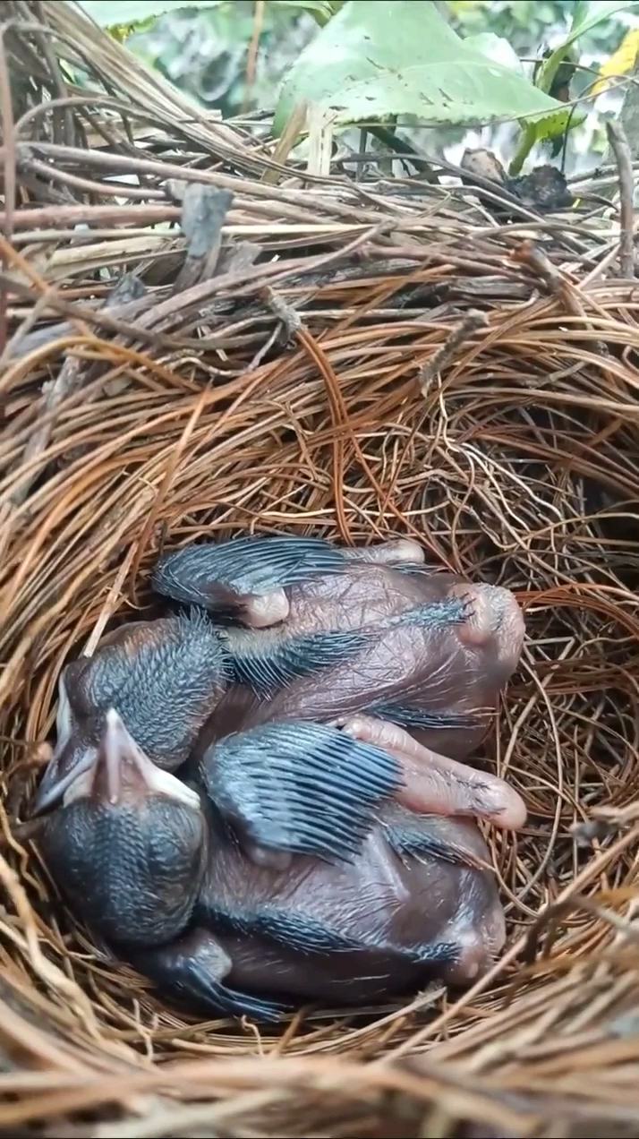 小鸟们睡的很香