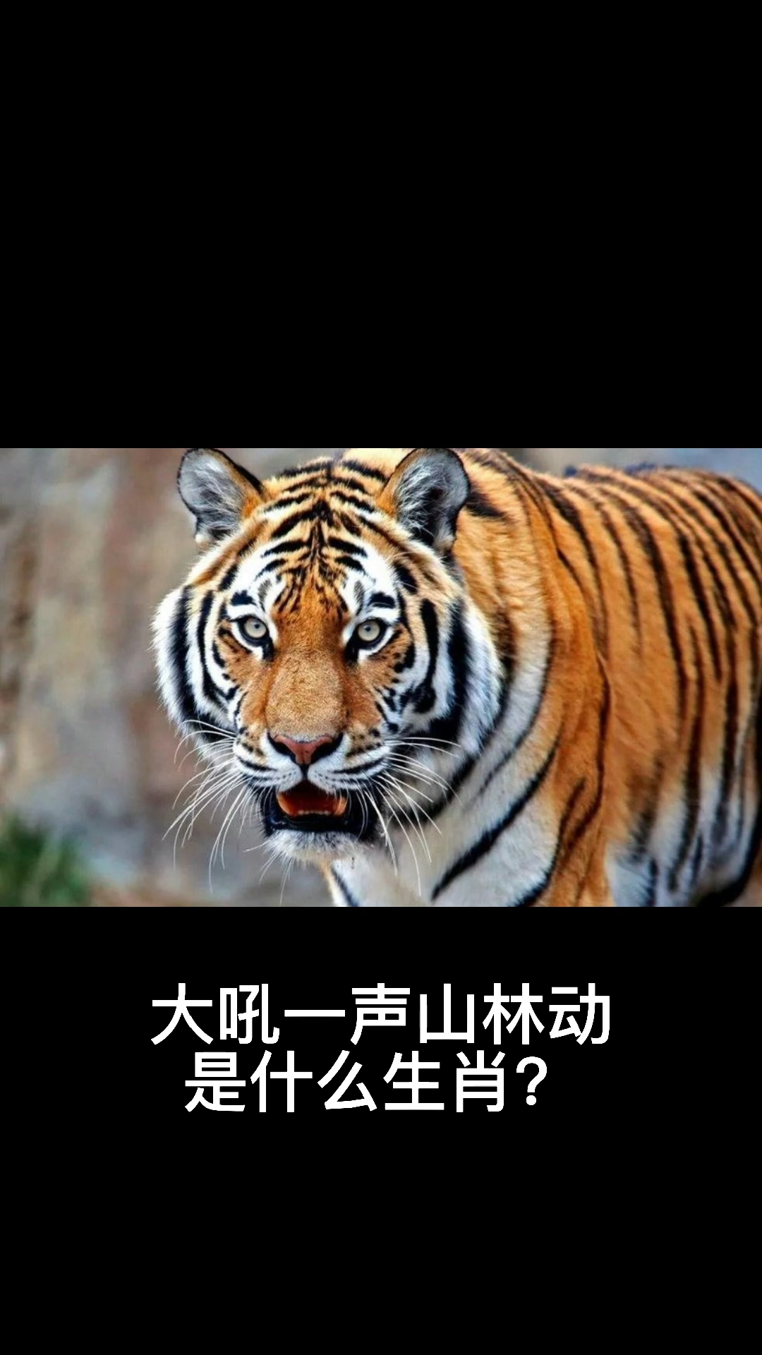 大吼一声山林动是什么生肖