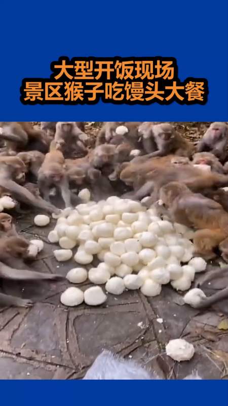 搞笑动物#大型开饭现场,景区猴子吃馒头大餐-全民小视频