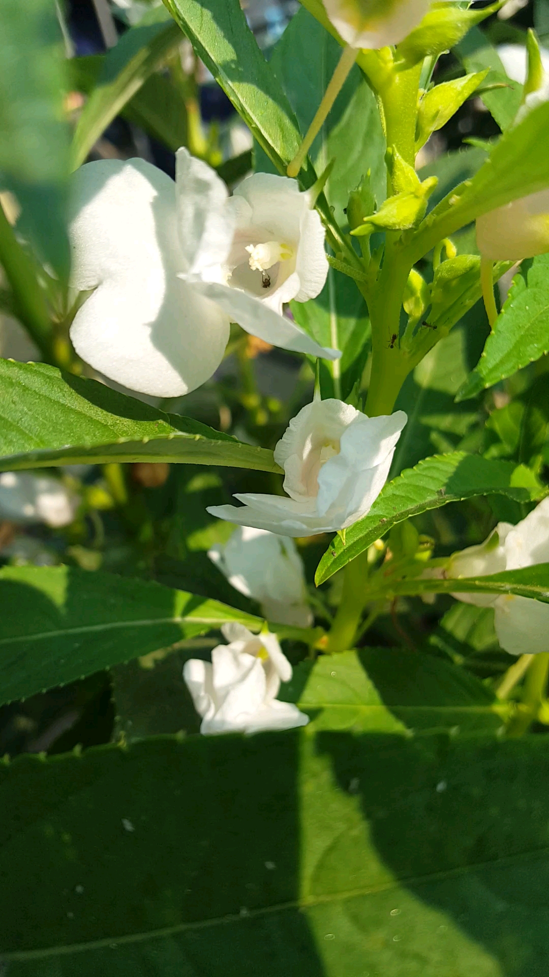 开学季#美丽的白指甲草花