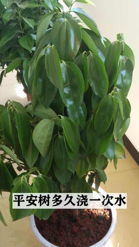 寻求植物世界的奥秘平安树多久浇一次水