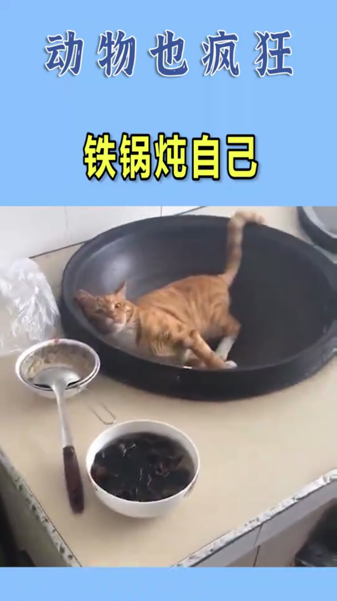 小猫咪能有什么坏心眼呢,表演一个铁锅炖自己