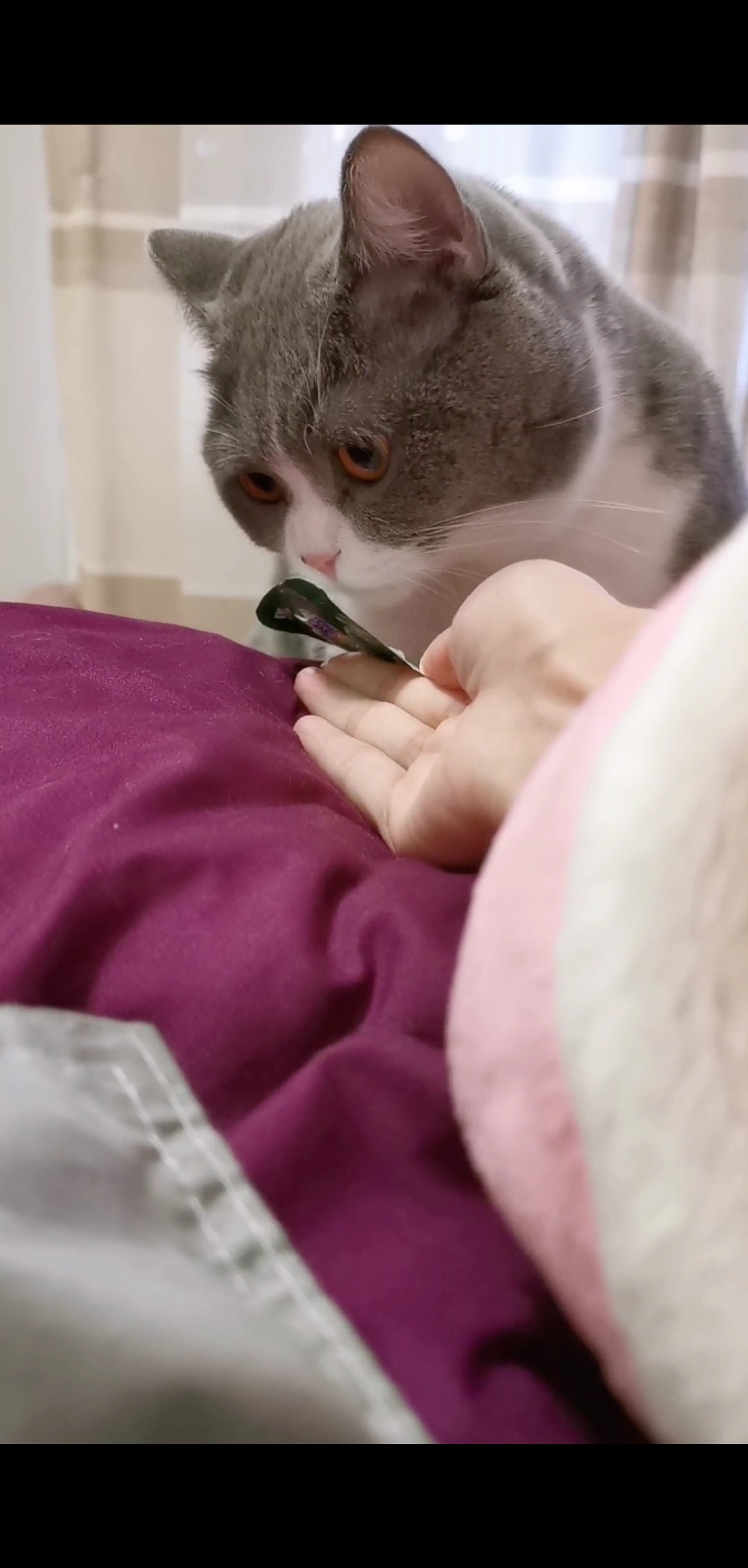 小小爱宠萌化你#职业舔瓶盖的是酸奶盖,酸奶从来不浪费