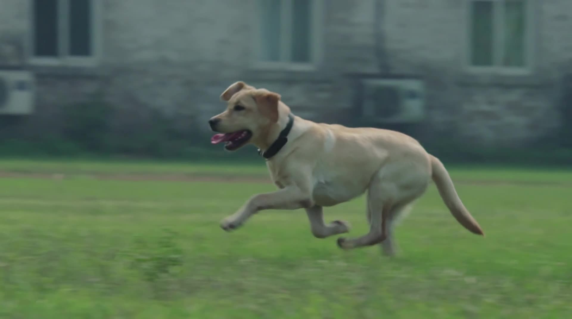 警花与警犬:小樱桃慢慢长大,姝寒走出阴影,脸上出现久违的笑容