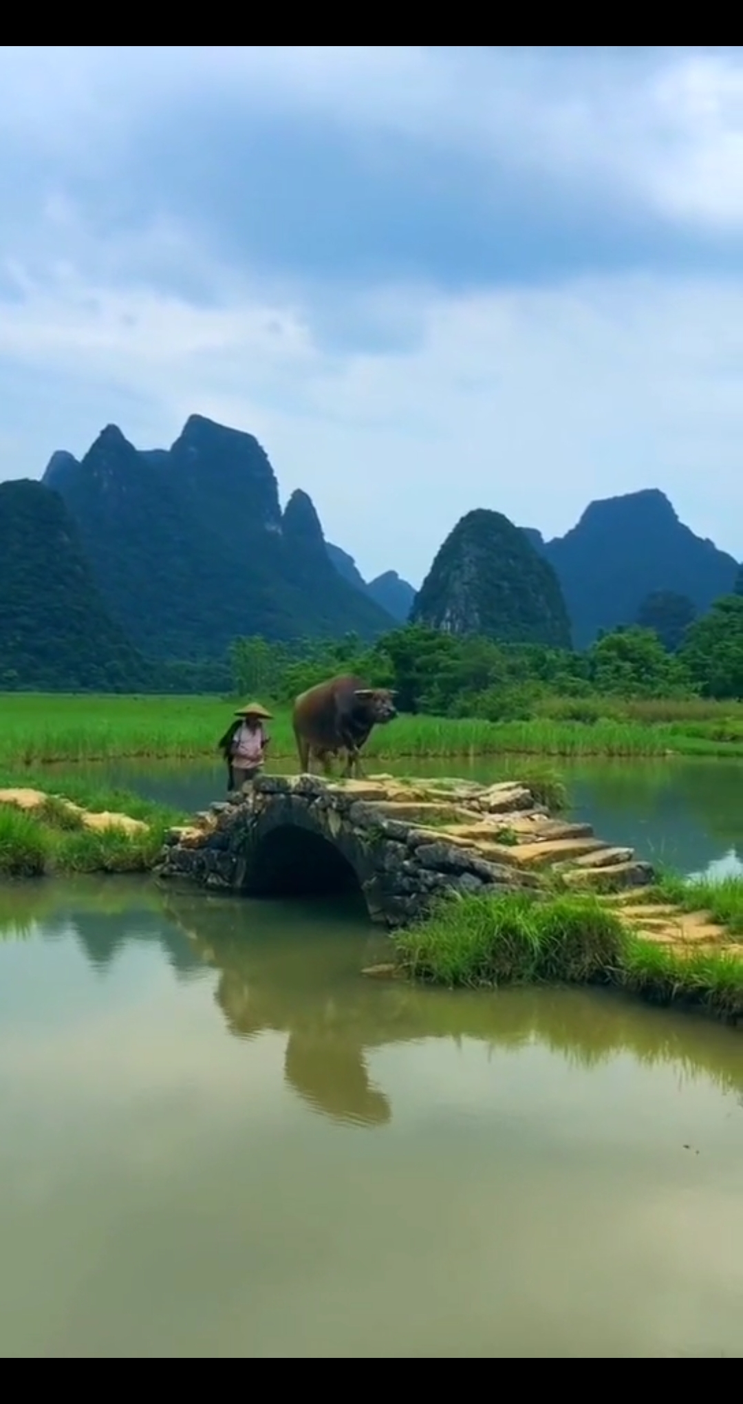 这个国庆宅在家#国庆,回家放牛.