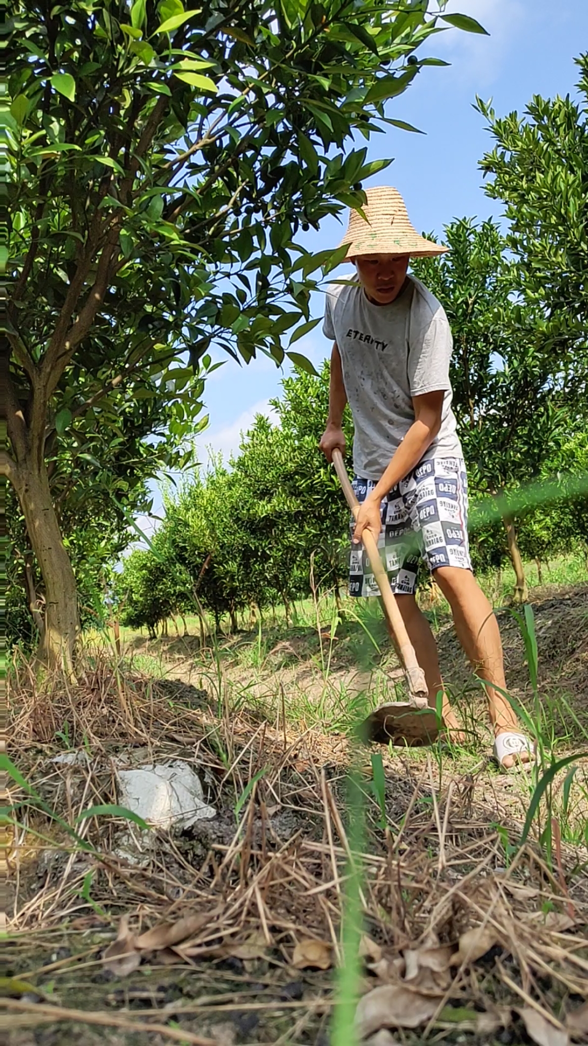 大热天的手工除草 力作绿色食品!