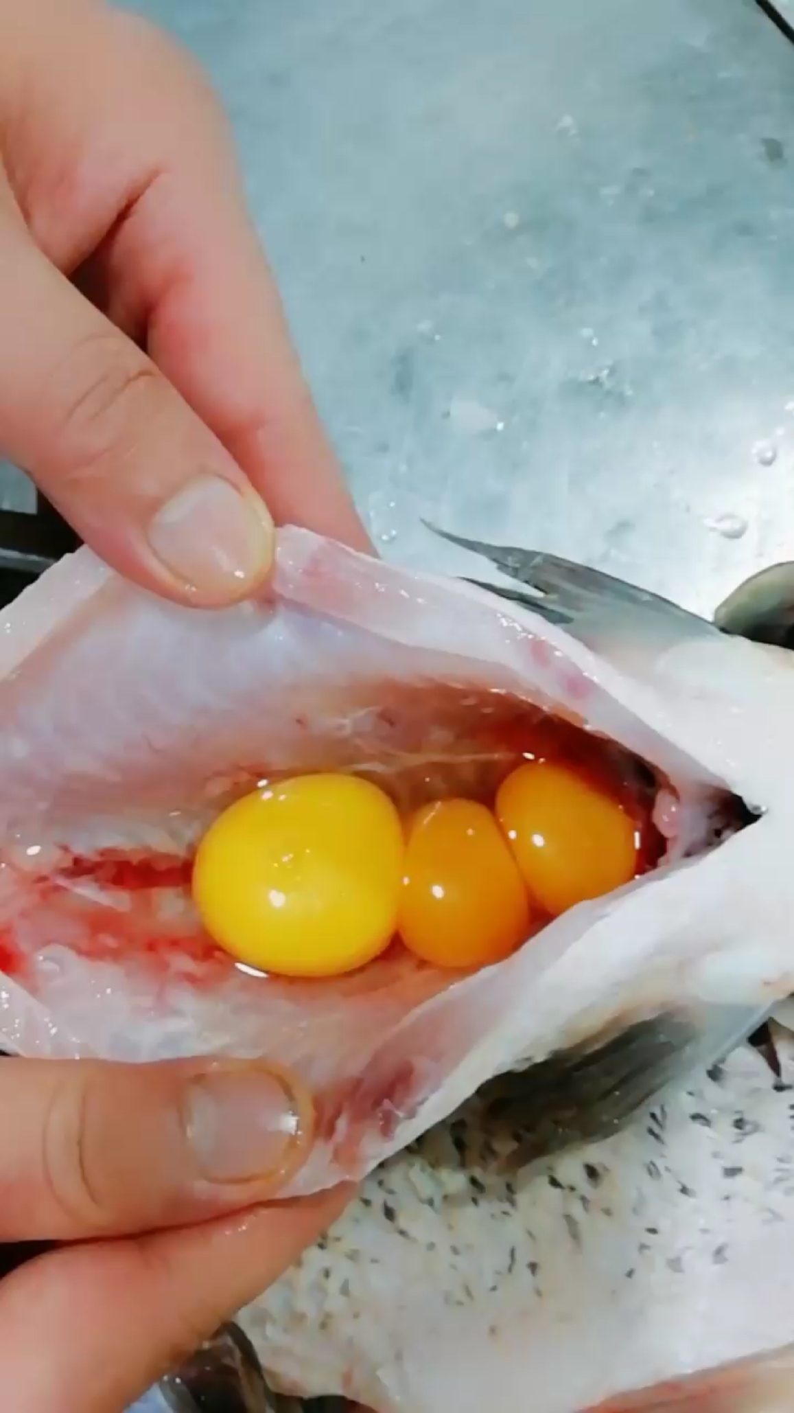 刚买回来一条鲤鱼,打开鱼肚子傻眼了,里面有三个蛋蛋