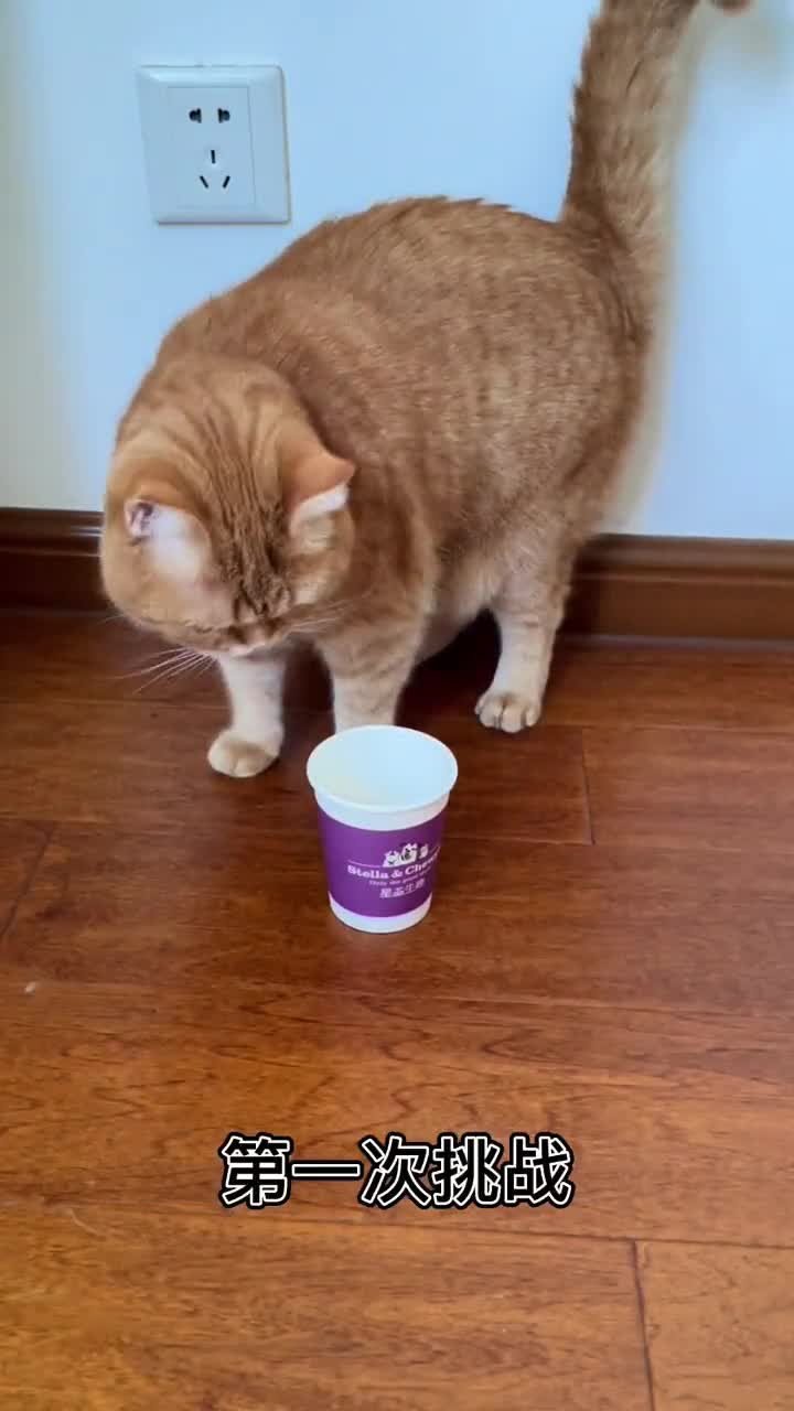 猫咪纸杯挑战看看你家猫有多聪明