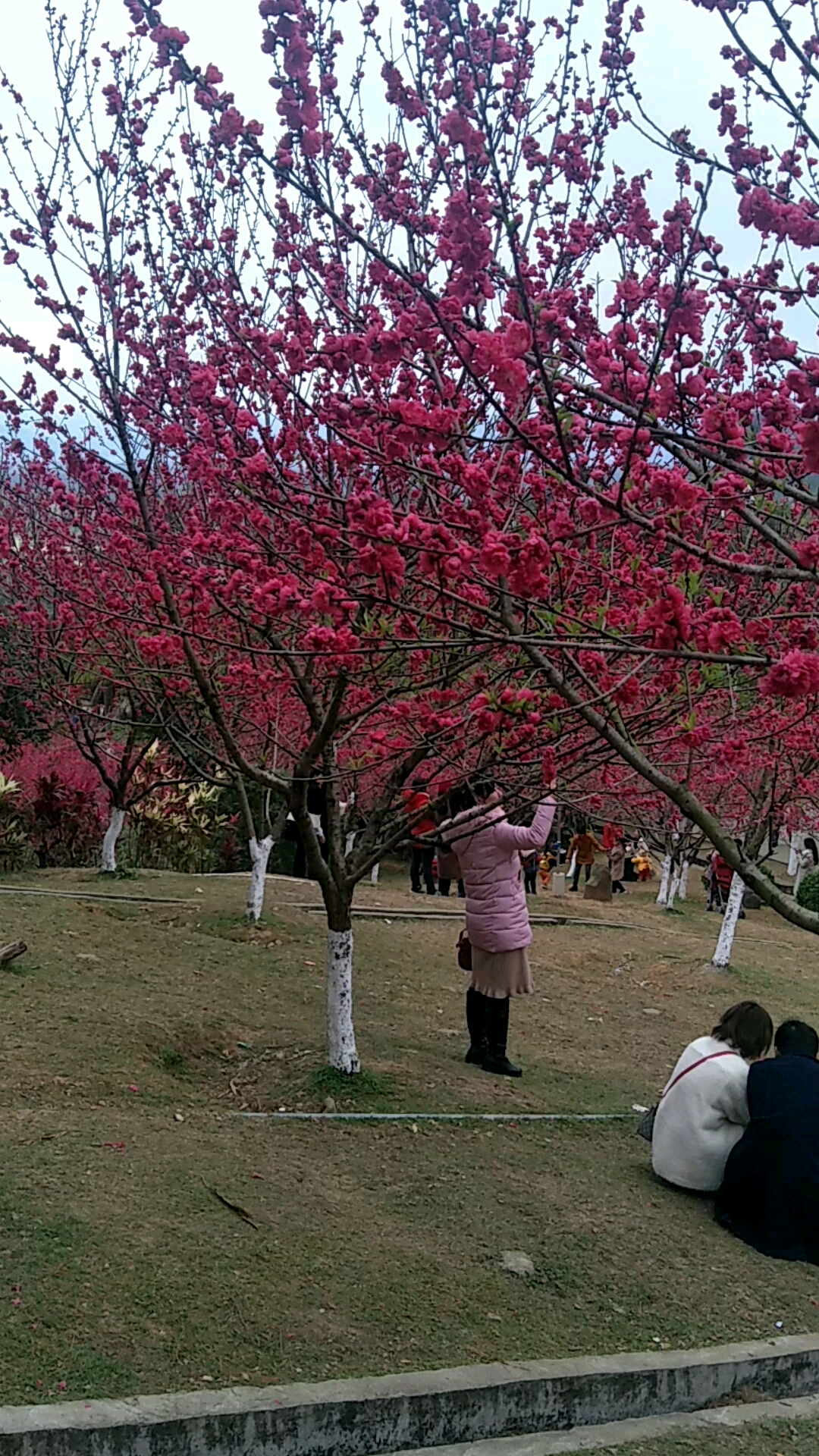 平南縣生態公園桃花林