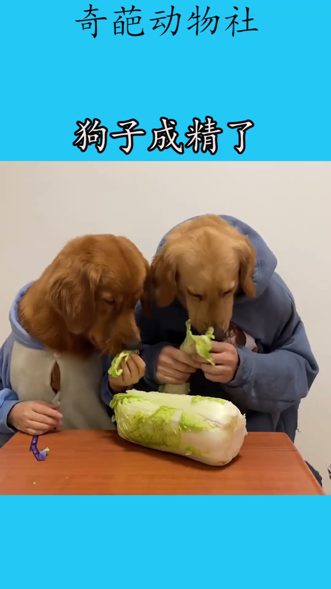 我要上热门#狗子成精了