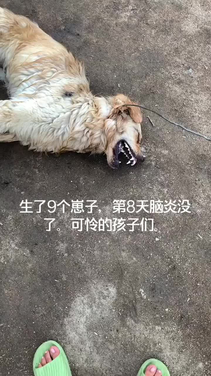 可怜的狗妈妈,生了九个崽子,第八天脑炎没了,也可怜了小崽子们