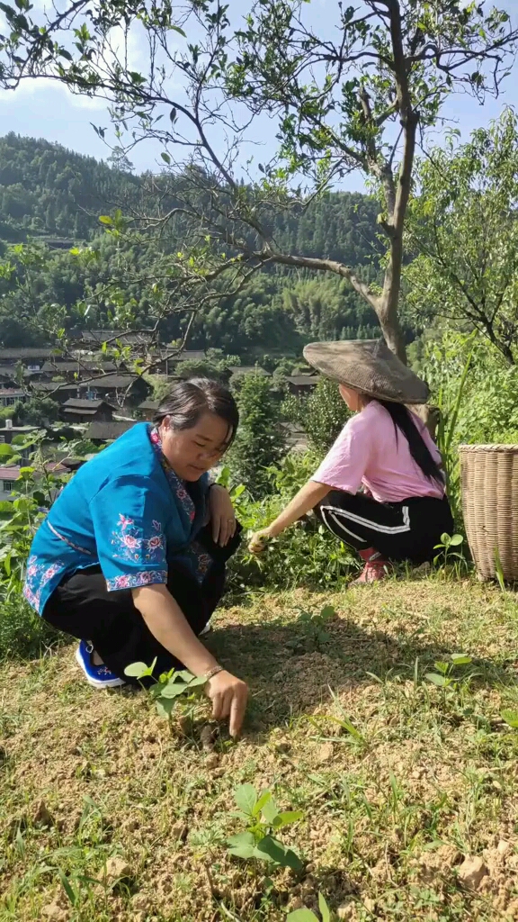 《山歌需要传承》没听够的看这里 @山歌黄林芝  @大胡子山歌王